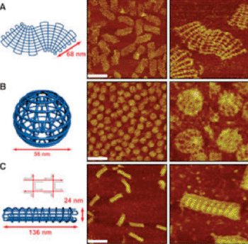  Image: An S-shaped DNA structure (A) a sphere (B) and a screw (C), along with microscopy images of the actual nanostructures. Each scale bar is 200 nm, and the images on the right zoom-in on the images in a 200-nm by 200-nm square. (Photo courtesy of Biodesign Institute).